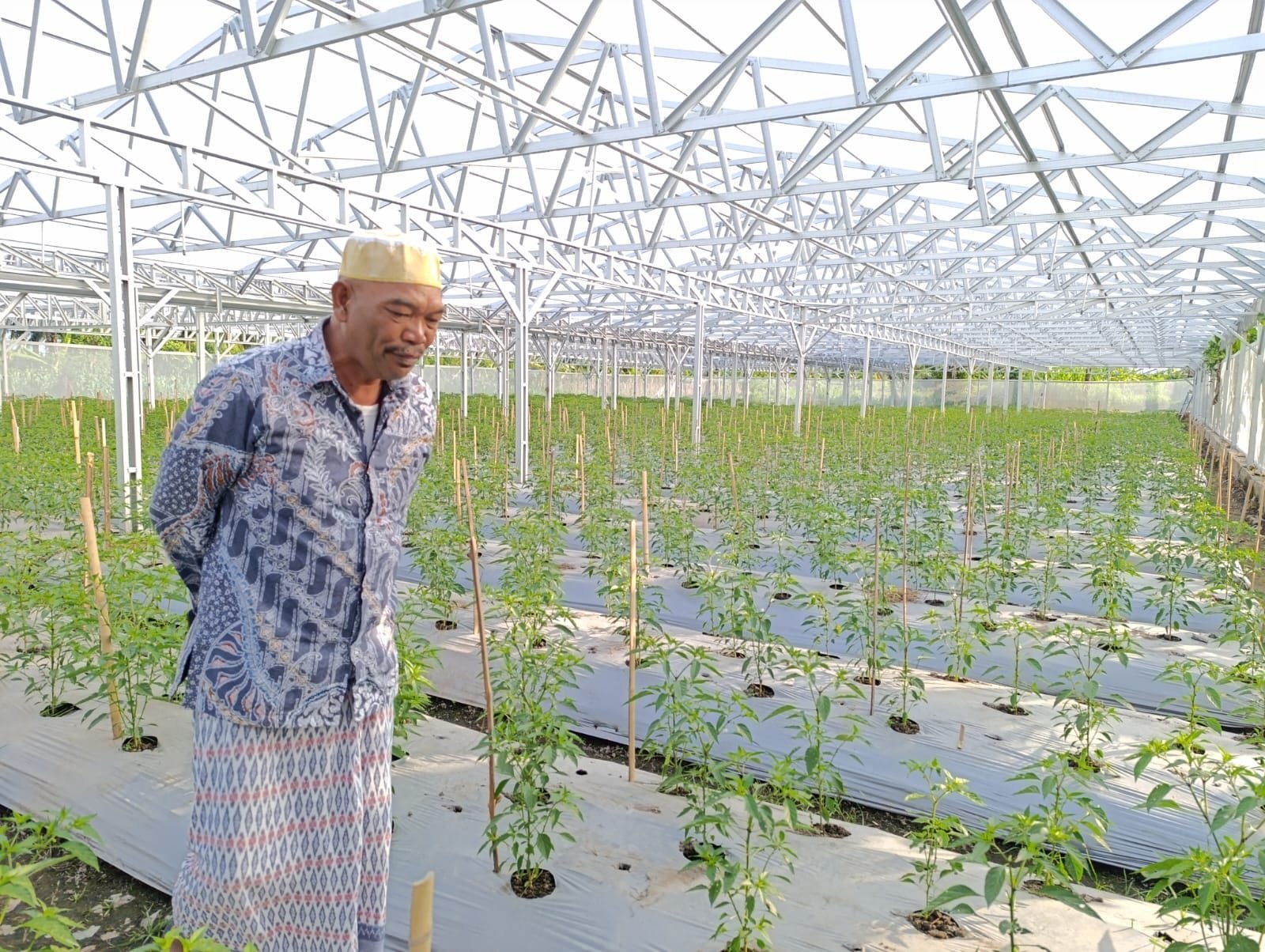 Tingkatkan Intensitas Produksi Cabai dengan Teknologi "Green House"