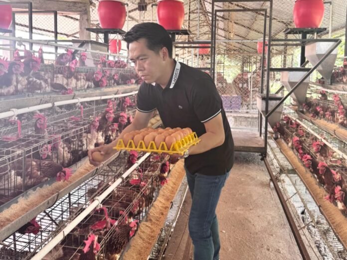 Harga Jagung Naik Tajam, Peternak Ayam Petelur NTB Terancam Bangkrut