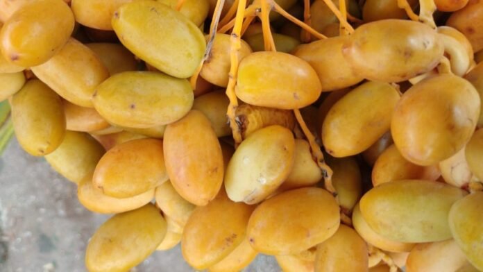 Kurma NTB “Ukhuwah Datu Nusantara” Wakili Indonesia pada Festival Kurma di Abu Dhabi