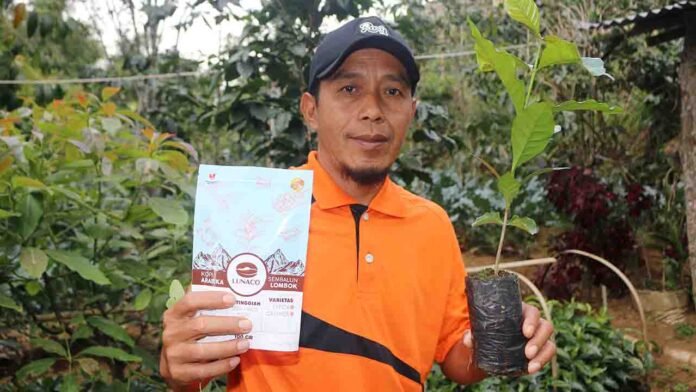 Sulman, Ketua kelompok tani Sembalun Agro Coffee (Lunaco), menunjukkan bibit kopi Arabika dan hasilnya yang sudah dikemas di kawasan Sembalun Bumbung.