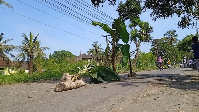 Tak Kunjung Ditangani, Warga Kuripan Lobar Tanam Pohon Pisang di Jalan Provinsi