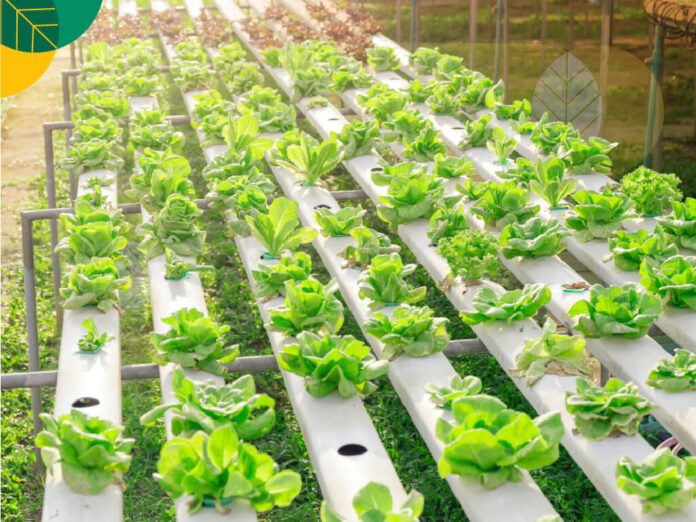 Tingkatkan Kesejahteraan Masyarakat, Inovasi Desa Mantun KSB Kembangkan Pertanian Hidroponik