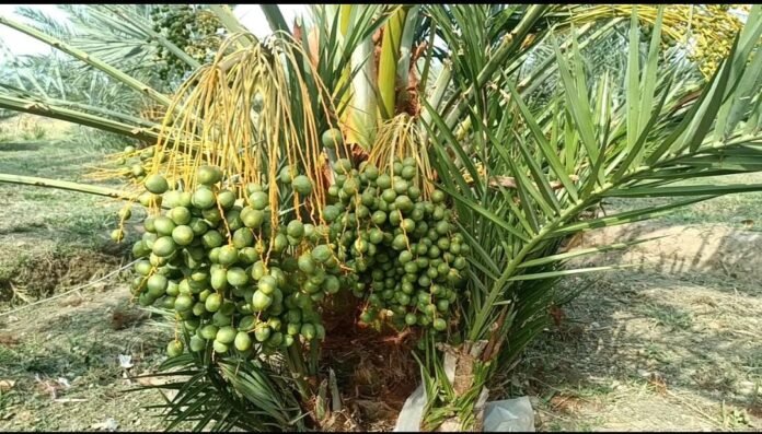 Ukhuwah Datu Sambut Gagasan Pemprov NTB Hadirkan Kultur Jaringan Kurma Pertama di Asia