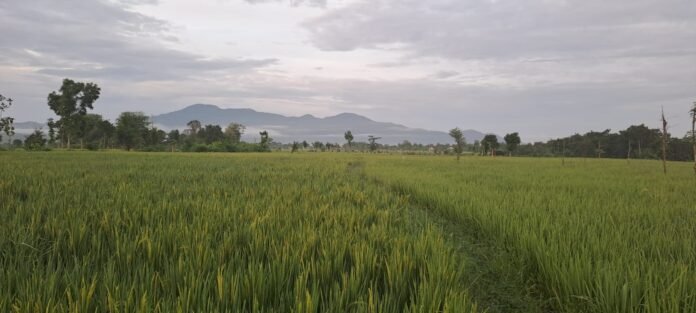 Loteng Target Surplus 250 Ribu Ton Beras