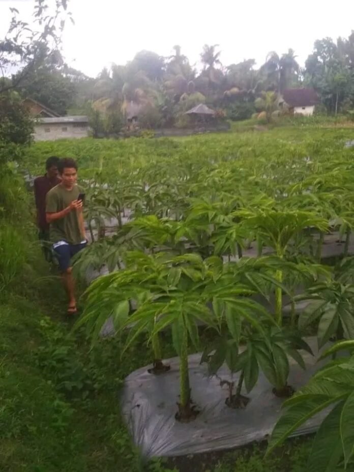 Budi Daya Porang, Pemerintah Lotim Alokasikan Rp500 Juta