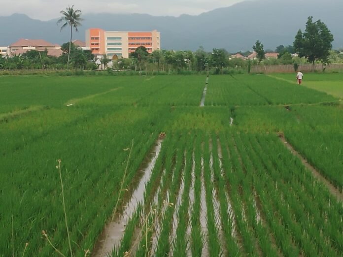 Lahan Pertanian di Mataram Dipertahankan 338 Hektare, Petani Diberikan Insentif