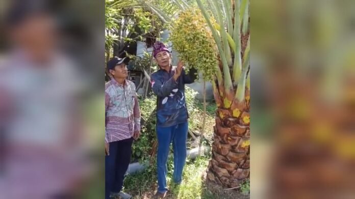 Pertama di Dunia, Ukhuwah Datu Nusantara Sukses Kawinkan Kurma dengan Salak