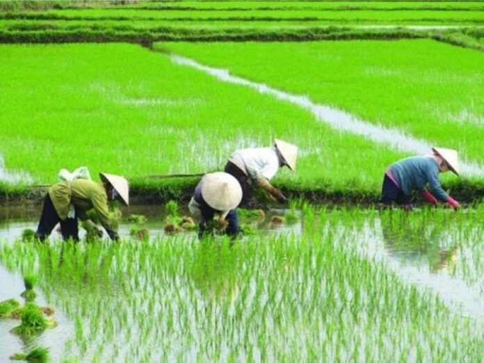 Fokus di Ketahanan Pangan: Cara Pemdes Dasan Anyar Perkuat Ekonomi Warga