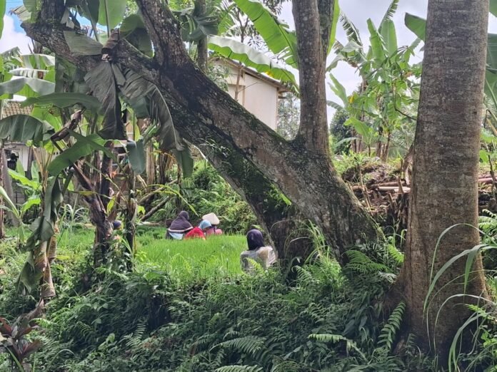 Perempuan Penopang Ketahanan Pangan di Desa Wisata Jeruk Manis