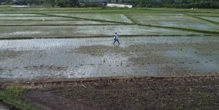 Kalimango Menjaga Produktivitas Pertanian demi Ketahanan Pangan