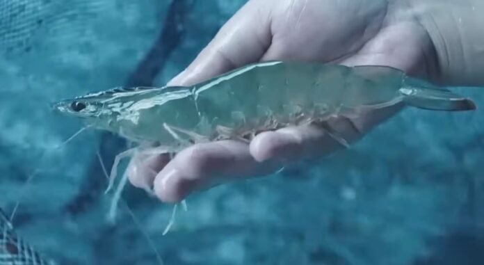 Sumbawa Jadi Kontributor Utama Produksi Udang Vaname NTB