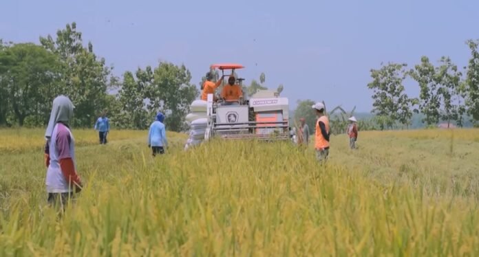 Sawah-sawah di Sumbawa Sumbang Rp1,5 Triliun Tiap Tahun untuk NTB