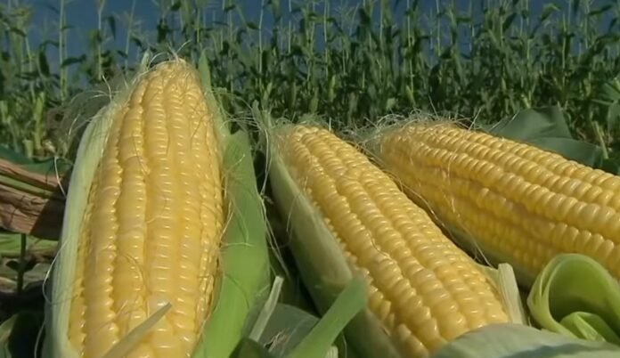 Tanaman Jagung di Empang dan Plampang Terancam Puso