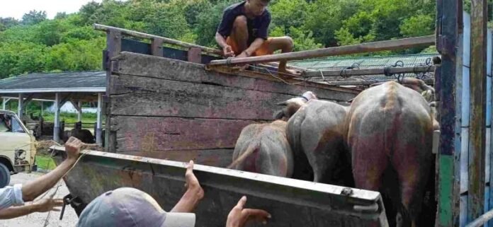 Sumbawa akan Kirim 17 Ribu Ekor Sapi Tahun 2026