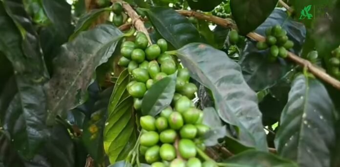 Modernisasi Kopi Hadirkan Peluang untuk Masyarakat Lebangkar