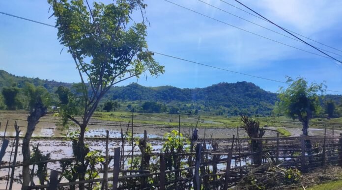 Pengembangan Padi dan Palawija di Sumbawa Target Penuhi 73.000 Hektare