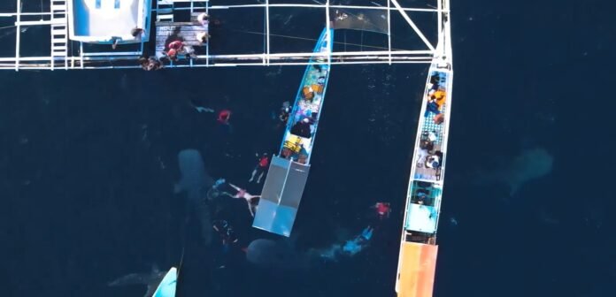 Berkah dari UMKM dan Wisata Hiu Paus di Desa Teluk Santong