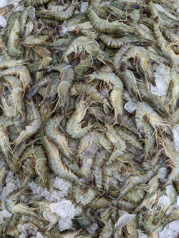Potensi Investasi Udang di Jereweh Bikin Ngiler