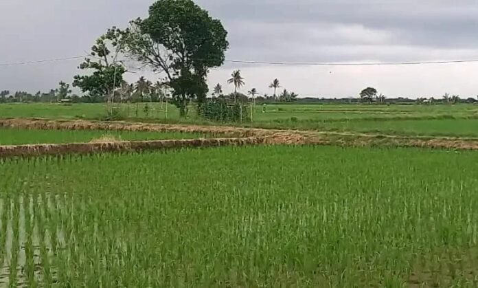 Lumbung Pangan dan Pasar Desa Jadi Andalan Penguatan Ekonomi Warga Padasuka