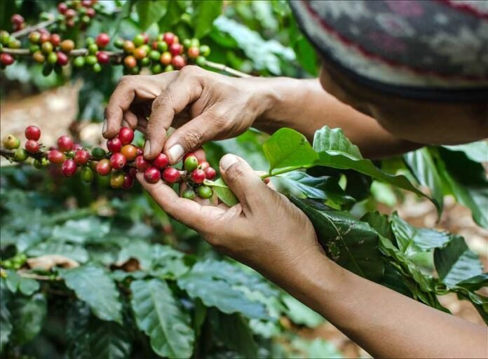 Sumbawa Sumbang Kontribusi Besar Bagi Industri Kopi NTB