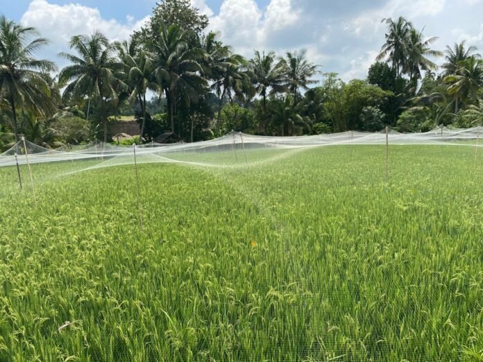 Produksi Beras di Lotim Meningkat 14 Persen