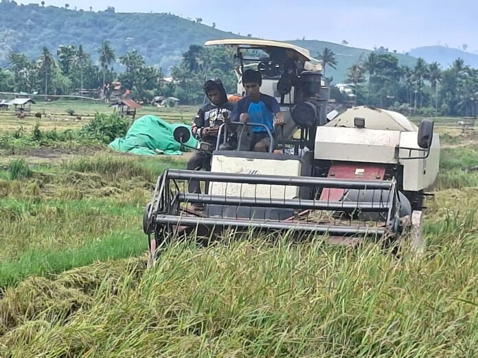 Bulog Ditargetkan Serap Gabah Petani Dompu – Bima Hingga 24 Ribu Ton