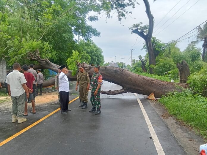 Pohon Tumbang Timbulkan Macet Total di Jalan Nasional Pringgabaya