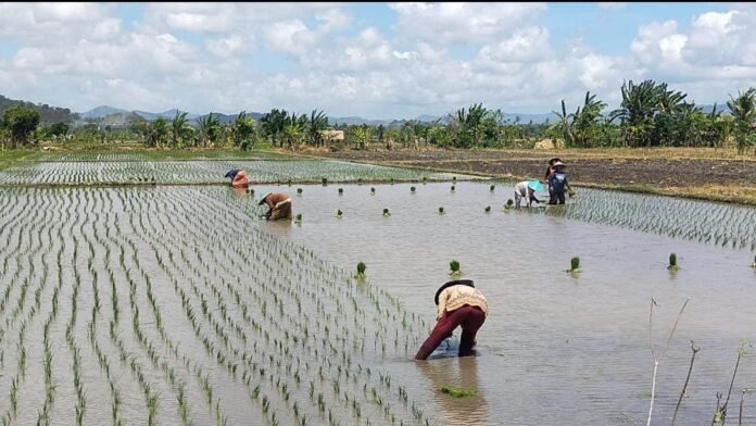 Penurunan Produksi, KLU Defisit 6 Ribu Ton Beras