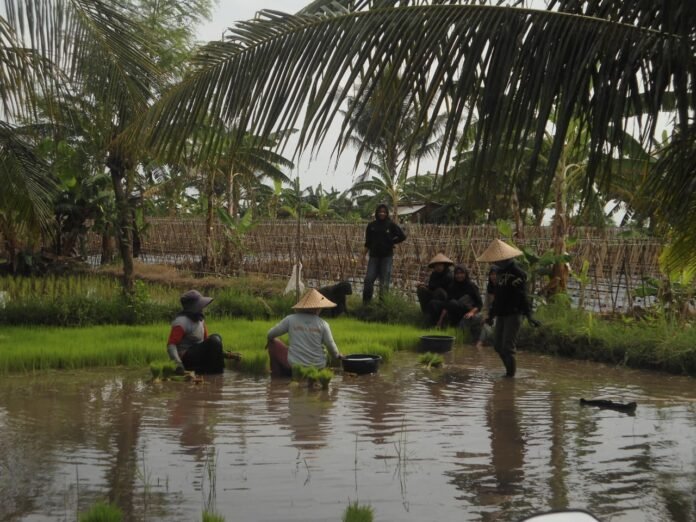 Produksi Padi NTB Tembus 1,6 Juta Ton