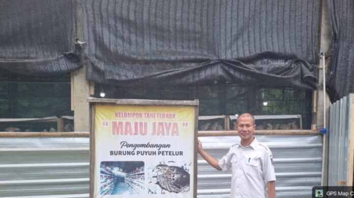 Ternak Puyuh dan Ayam Petelur, Cara Baru NTB Mengentaskan Kemiskinan Ekstrem