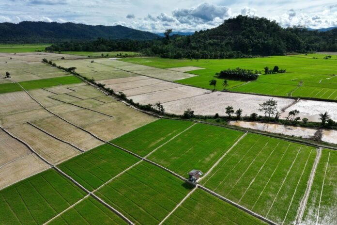 Swasembada Pangan Era Prabowo Diperkuat Aksi Nyata Daerah dan Dunia Usaha