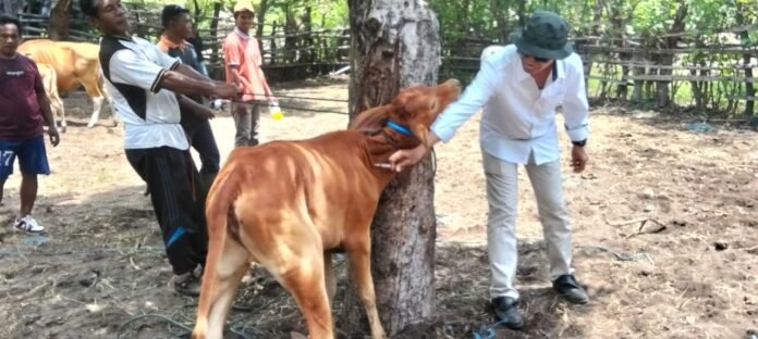 36.300 Ekor Ternak di Dompu Divaksin PMK