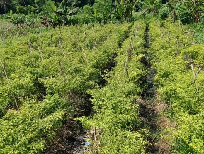 IPH Lotim Tertinggi Nasional, Akibat Lonjakan Harga Cabai Tembus Rp180 Ribu per Kilogram