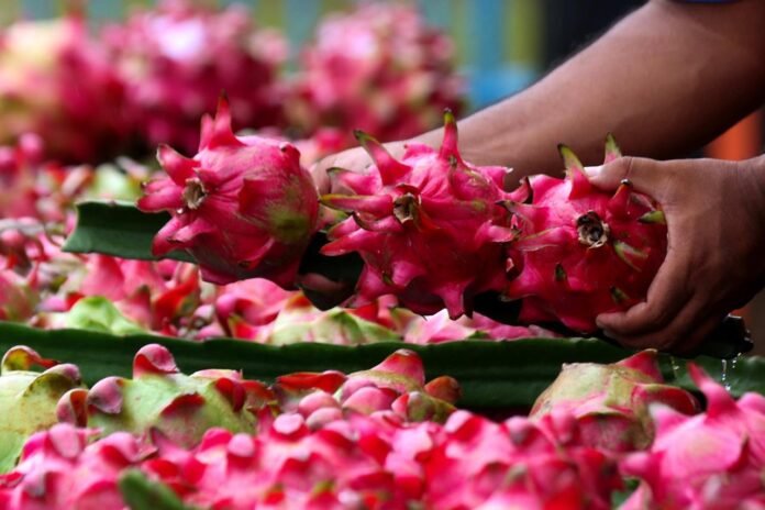 Dari Banyuwangi ke Pasar Lebih Luas, Petani Buah Naga Naik Kelas Berkat Program Klasterku Hidupku BRI