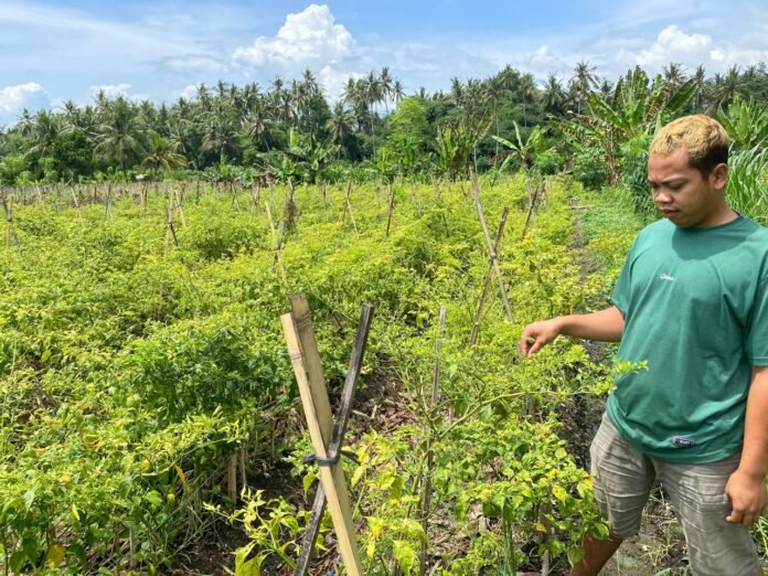 Harga Cabai Melonjak, Champion Cabai Nasional Lotim Hentikan Pengiriman ke Luar Daerah