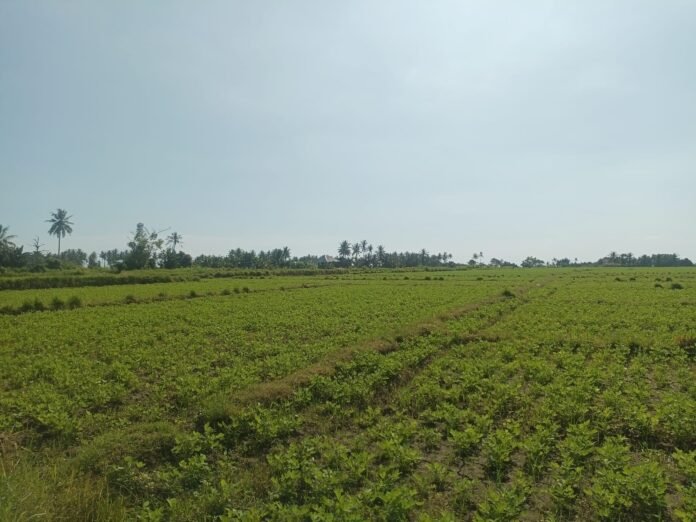 Cegah Alih Fungsi Lahan, DKP3 KLU Percepat Pengajuan Raperda LP2B