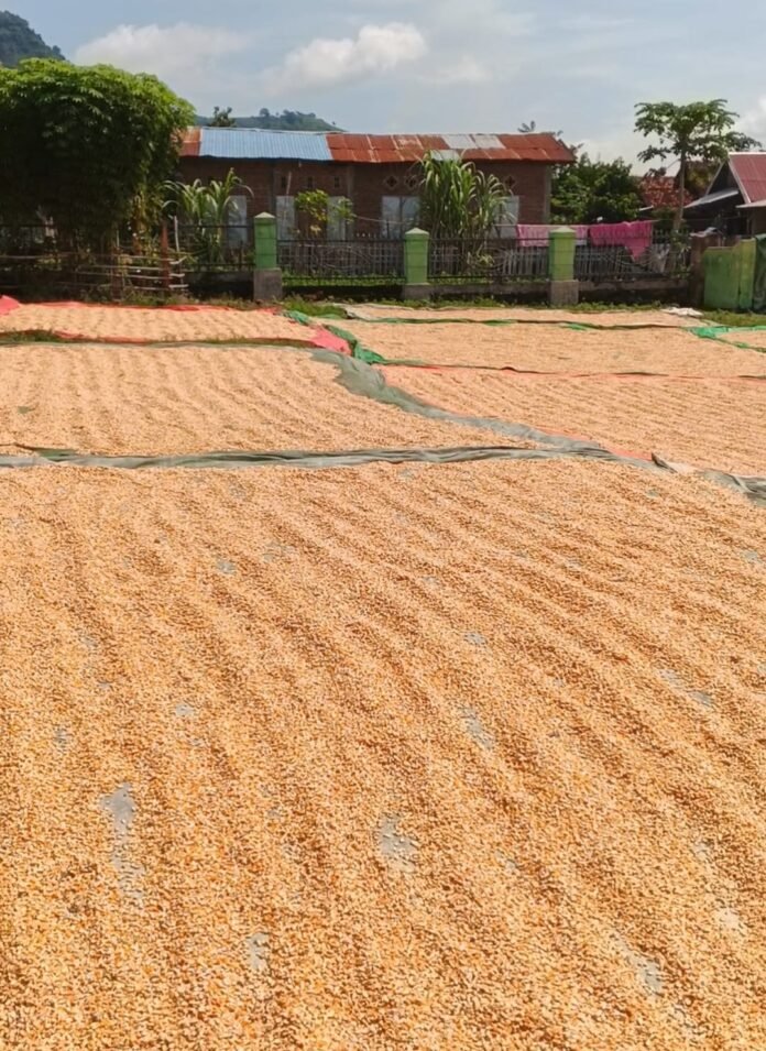 Bulog Bima Siap Serap Jagung Petani Dompu