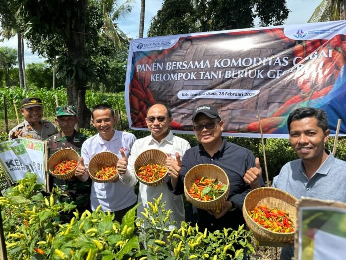 Panen Cabai di Bayan, BI NTB dan Pemda KLU Perkuat Sinergi Kendalikan Inflasi