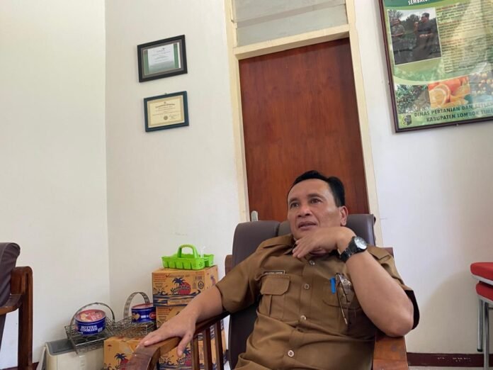 Selain Sembalun, Lotim Punya Enam Kecamatan Lain Sentra Bawang Putih