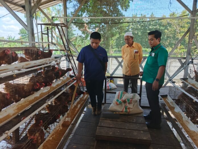 Wakaf Ayam Petelur Tembus 6.000 Populasi, Intens Produksi Telur Omega-3