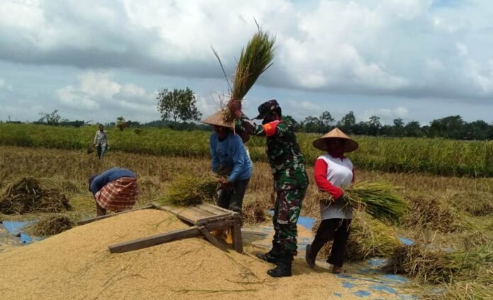 Usai Lebaran, Bulog dan Kodim Loteng Kebut Serap Gabah Petani
