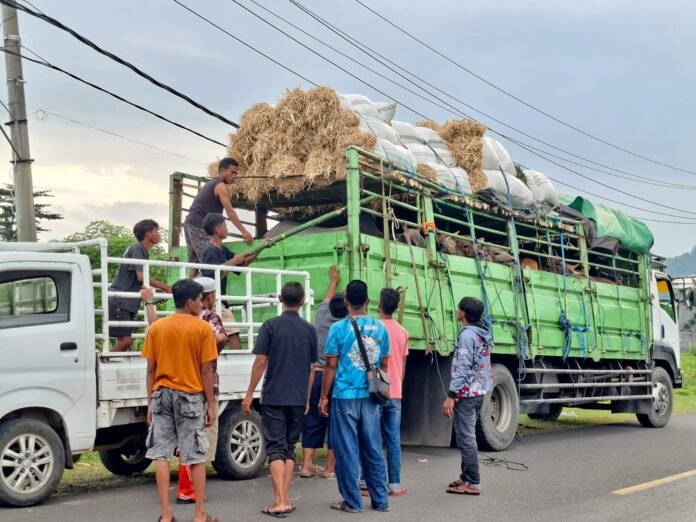 Dompu Mulai Kirim Ternak untuk Iduladha ke Jabodetabek