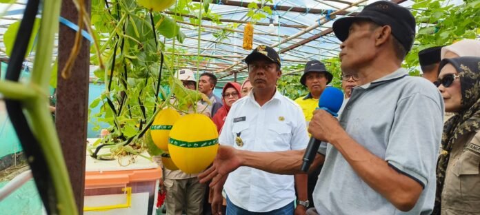 Bupati Amar Lakukan Panen Perdana Melon di Poto Tano