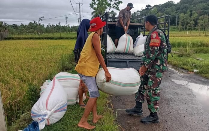 Antisipasi Permainan Harga, TNI Turun Penyerapan Gabah Petani di Loteng