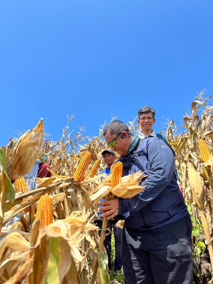 Bulog NTB Ditugaskan Beli 200 Ribu Ton Jagung Petani, Harga hingga Rp6.400 Perkilo