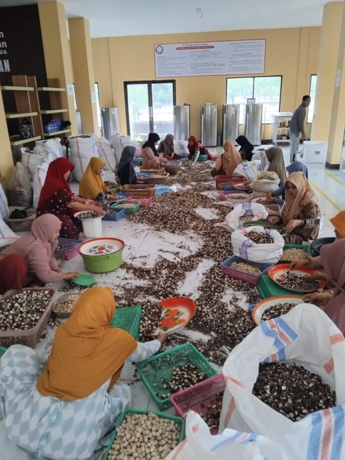 Ekspor Kemiri NTB ke Timur Tengah Ikut “Lumpuh” karena Perang