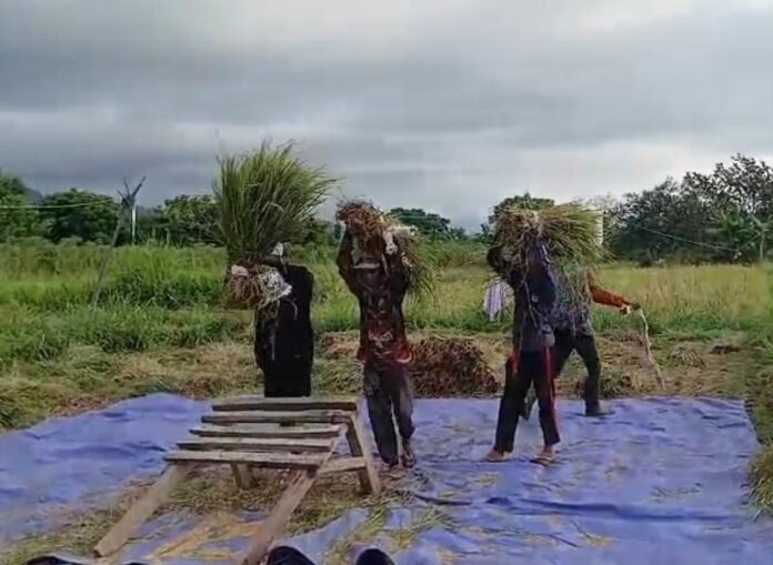 Optimasi Padi Gogo Lahan Kering, DKP3 KLU Kontak Pusat Atasi Kendala Petani