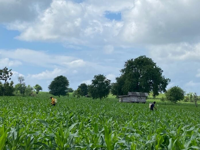 Tanaman Jagung Diklaim Mulai Menggiurkan Petani Lotim