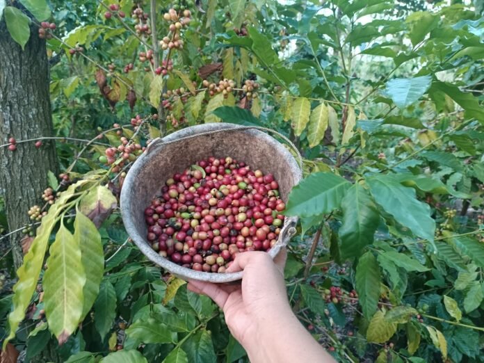 Optimalisasi Lahan Kering, Warga Desa Segala Anyar Kembangkan Komoditi Kopi