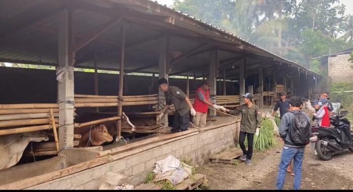 Jelang Iduladha, Harga Sapi di Lotim Melonjak